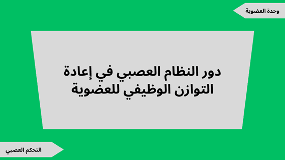 شرح درس دور النظام العصبي في إعادة التوازن الوظيفي للعضوية مع ملف للتحميل