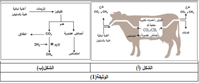 الوثيقة1