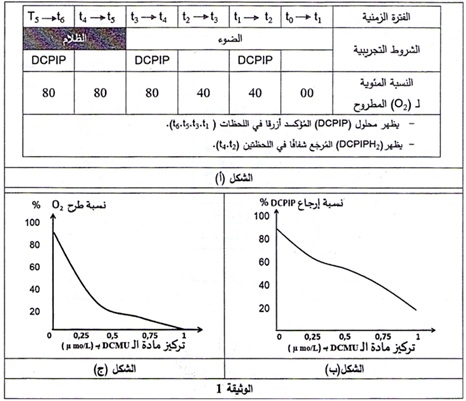 الوثيقة 1 تمرين التركيب الضوئي 2023
