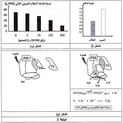 الوثيقة 2 من تمرين التركيب الضوئي 2023